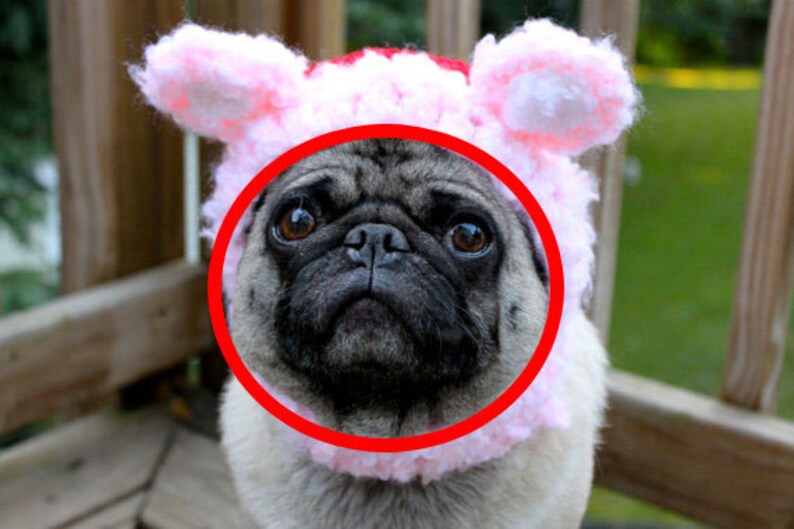 Loves Me Loves Me Not Daisy Flower Dog Hat Made to Order