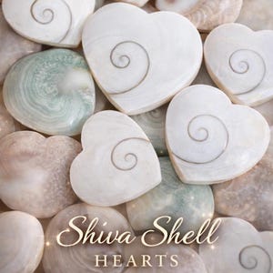May include: A collection of Shiva Shell hearts in various shades of white, cream, and pale green. Each heart-shaped shell features a spiral design. The text "Shiva Shell HEARTS" is displayed in a decorative font.
