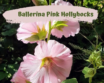 Hollyhock Ballerina Pink Flower Seeds