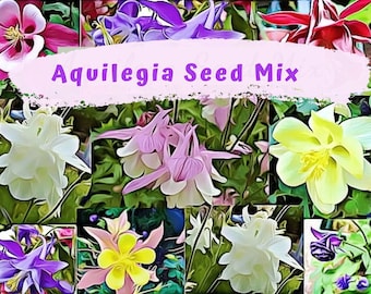 Aquilegia, Granny's Bonnet, Columbine  Cottage Garden Mix Seeds