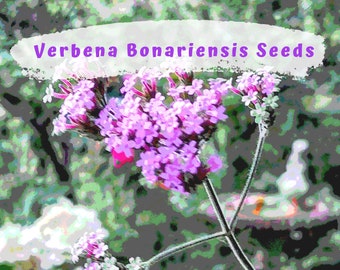 Verbena Bonariensis 100 + Seeds