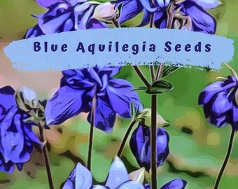 Aquilegia, Granny's Bonnet, Columbine Blue Flower Seeds