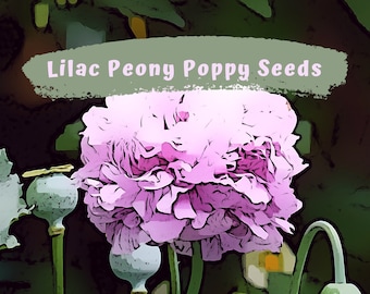 Lovely Lilac Peony Poppy Flower Seeds