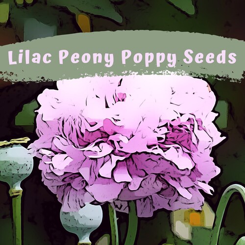 Lovely Lilac Peony Poppy Flower Seeds Etsy