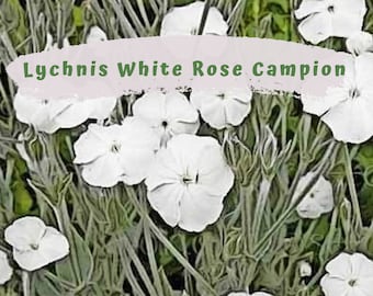 Lychnis Coronaria - Campion Rose White