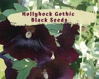 Hollyhock Gothic Black Flower Seeds