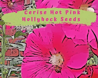 Hollyhock Cerise Hot Pink Flower Seeds