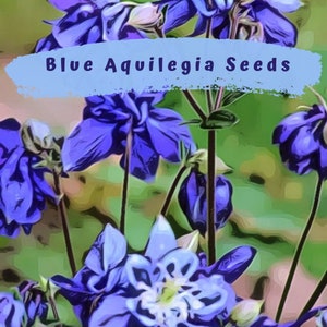 Aquilegia, Granny's Bonnet, Columbine Blue Flower Seeds