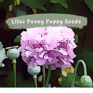 Lovely Lilac Peony Poppy Flower Seeds image 1