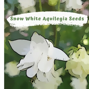 Aquilegia, Granny's Bonnet, Columbine  Snow White Flower Seeds