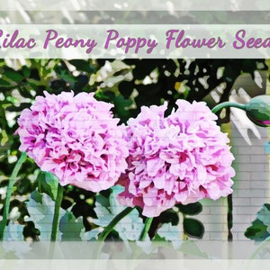 Lovely Lilac Peony Poppy Flower Seeds image 3