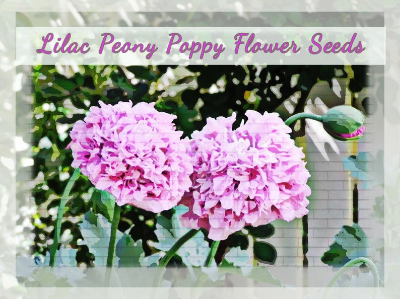 Lovely Lilac Peony Poppy Flower Seeds image 3