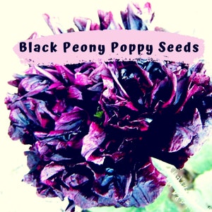 Black Peony Poppy Flower Seeds 100 plus