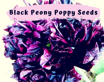 Black Peony Poppy Flower Seeds 100 plus