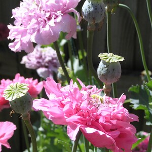 Giant Pink Poppy 1000 plus Seeds Bild 6