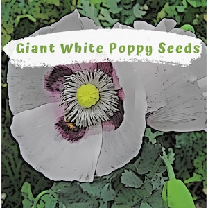 Tobacco Seeds Australia
