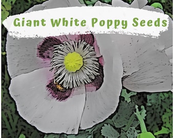 Giant White Poppy Flower Seeds 200 plus