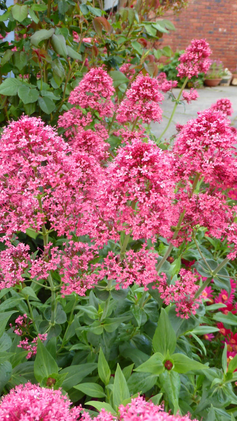 Valerian Centranthus ruber Kiss Me Quick Flower Seeds Etsy