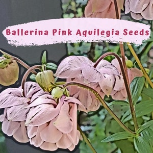 Aquilegia, Granny's Bonnets, Columbine  Ballerina Pink Flower Seeds
