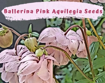 Aquilegia, Granny's Bonnets, Columbine  Ballerina Pink Flower Seeds