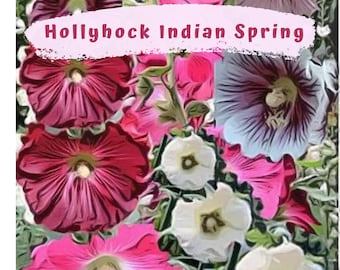 Hollyhock Indian Spring Flower Seeds