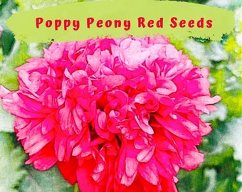 Red Peony Poppy 100 plus Seeds