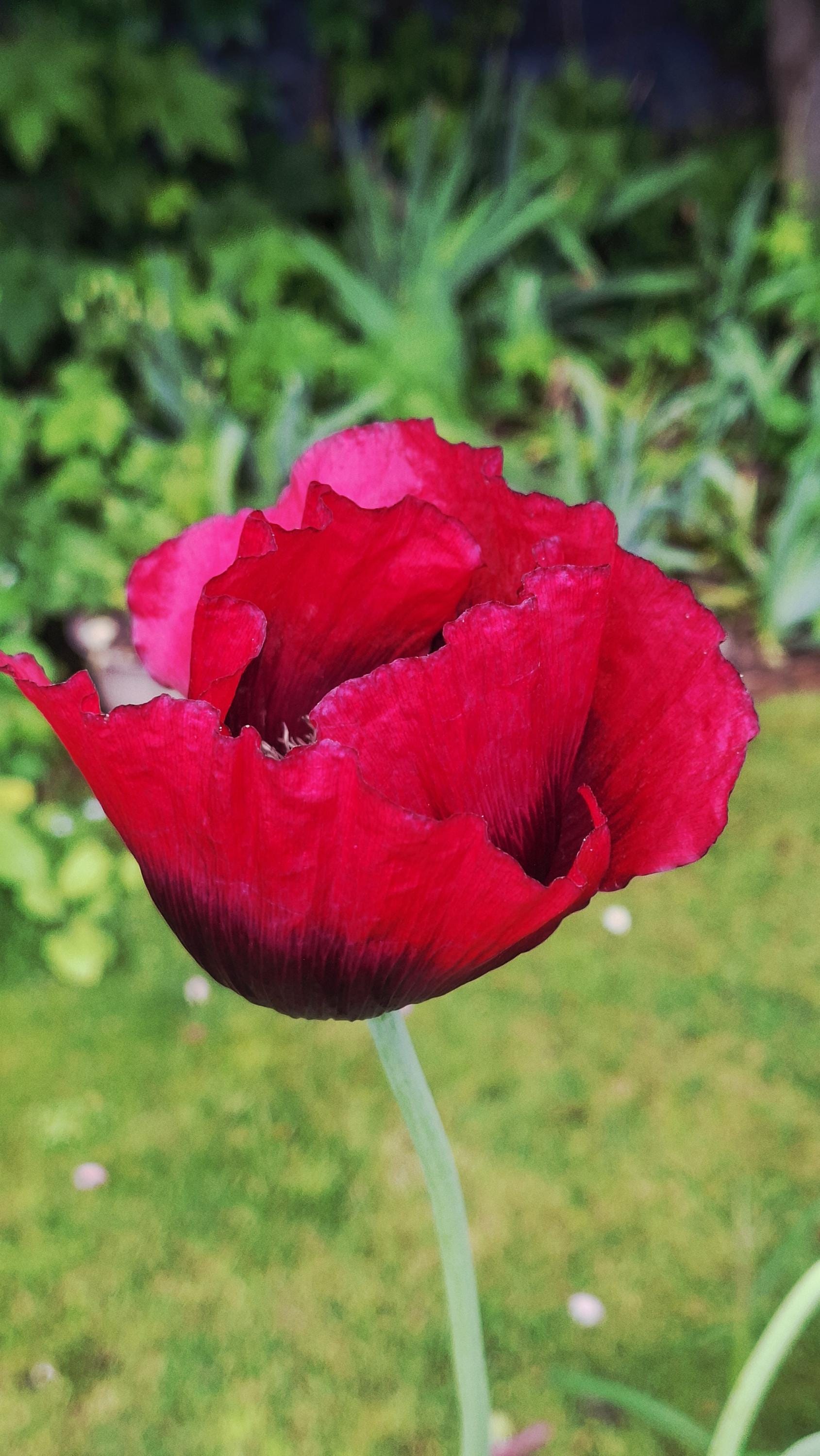 Ruby Poppies Red Ruby Poppy 100 Plus Seeds - Etsy Australia