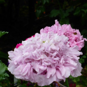 Lovely Lilac Peony Poppy Flower Seeds image 6
