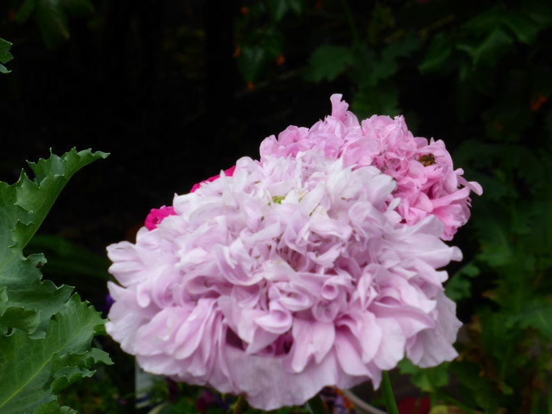 Lovely Lilac Peony Poppy Flower Seeds Etsy