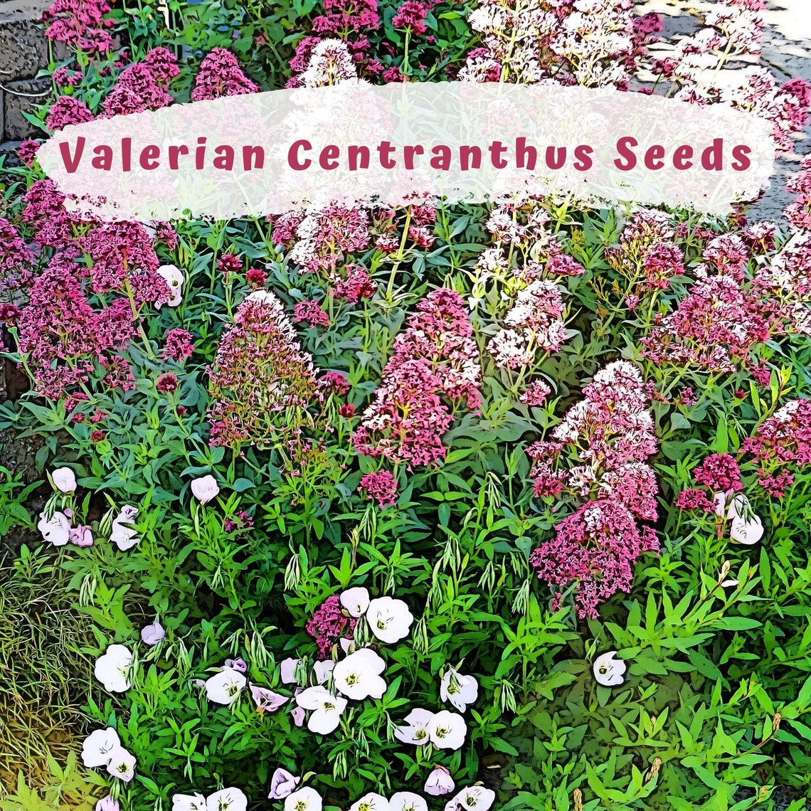 Valerian Centranthus ruber Kiss Me Quick Flower Seeds Etsy