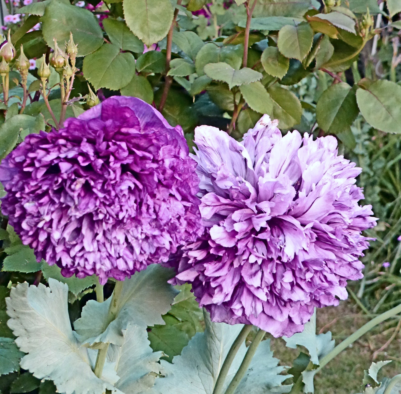 Purple Peony Poppy Flower Seeds 100 Plus Etsy