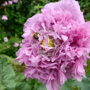 Lovely Lilac Peony Poppy Flower Seeds image 5