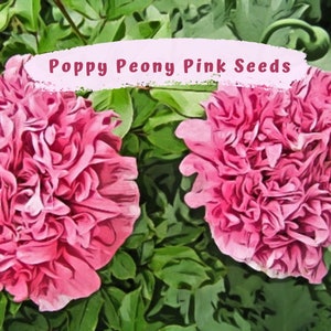 May include: Two pink poppy peony flowers with ruffled petals against a backdrop of green leaves. The text "Poppy Peony Pink Seeds" is written in white on a pink banner.
