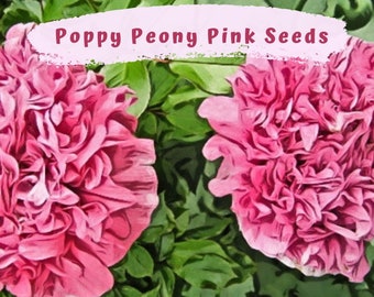 Pretty Peony Pink Poppy 100 plus Seeds