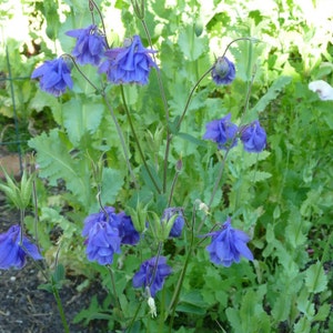 Aquilegia, Granny's Bonnet, Columbine Blue Flower Seeds image 3