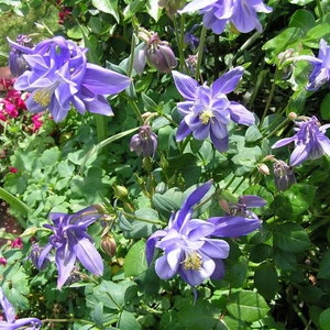 Aquilegia, Granny's Bonnet, Columbine Blue Flower Seeds image 2