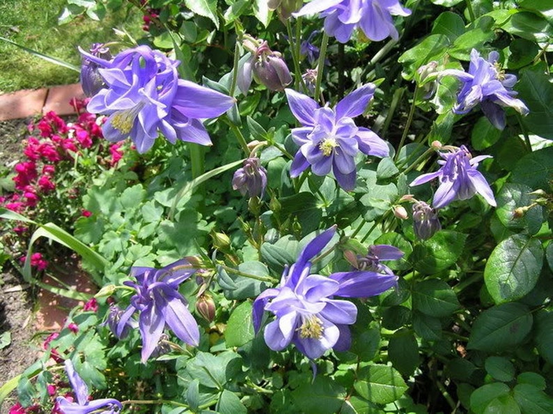 Aquilegia, Granny's Bonnet, Columbine Blue Flower Seeds image 2