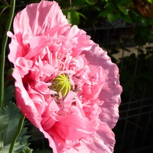 Giant Pink Poppy 1000 plus Seeds image 5