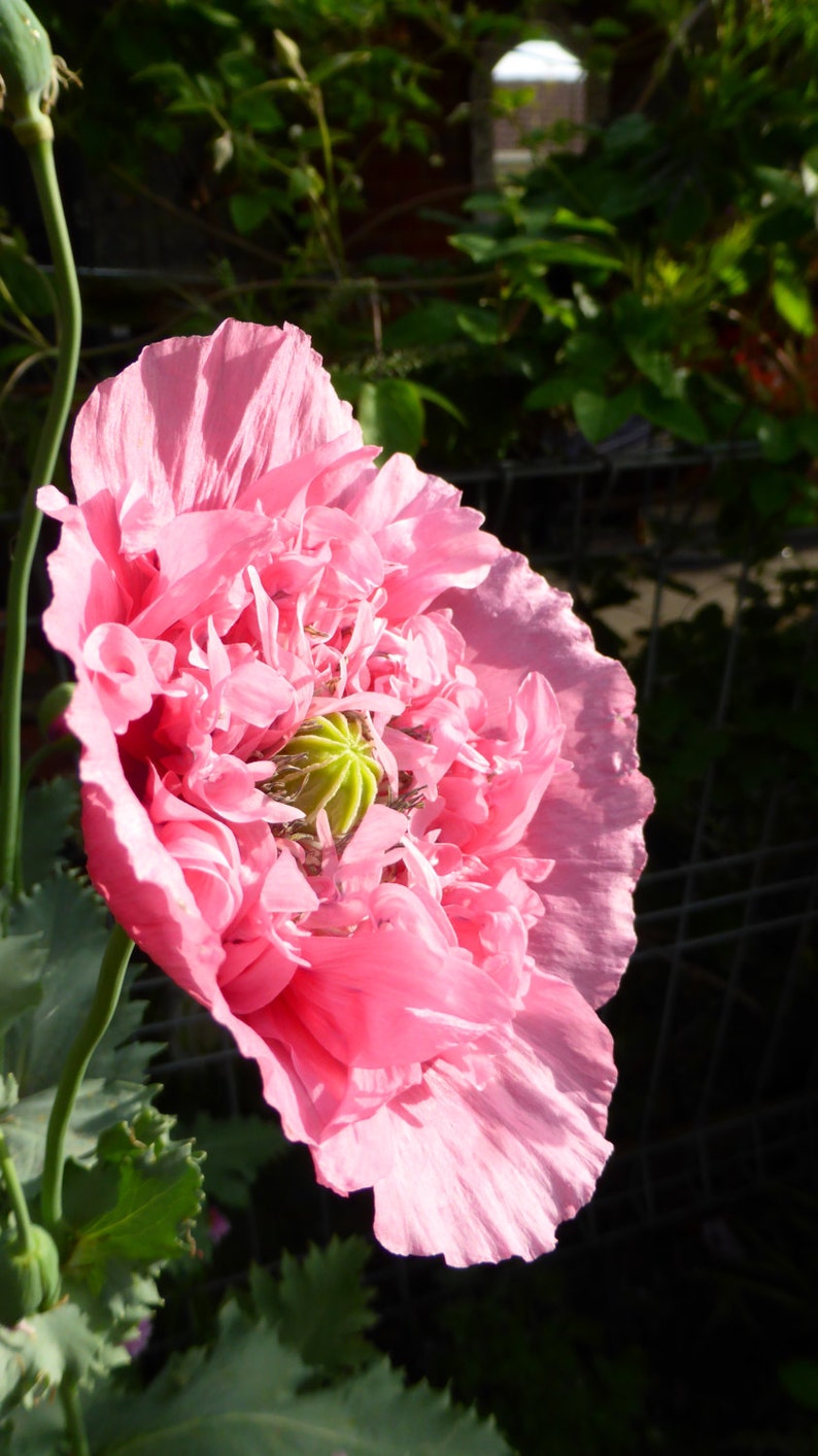 Giant Pink Poppy 1000 plus Seeds image 5