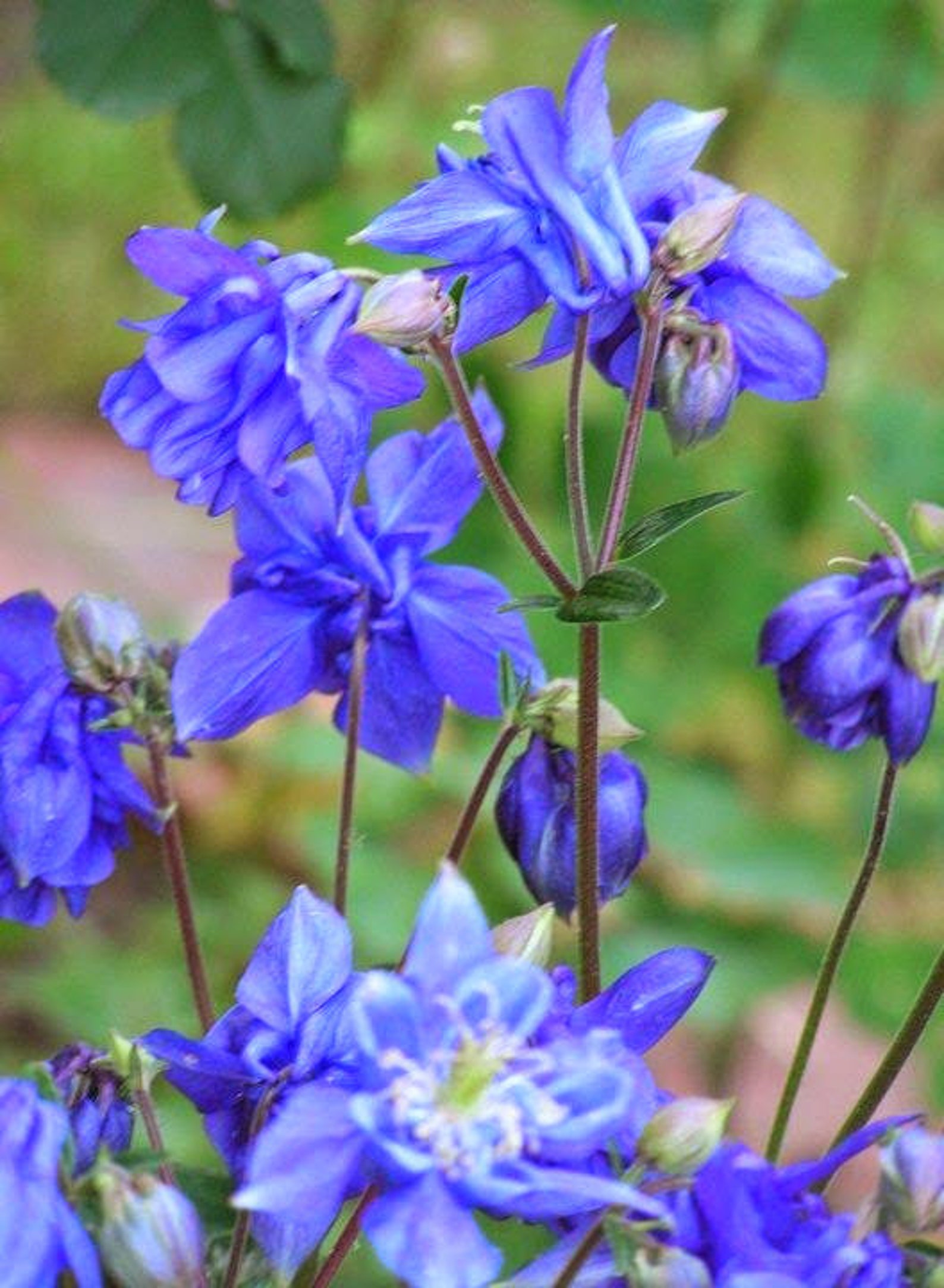 Aquilegia Granny's Columbine Blue Flower Seeds Etsy