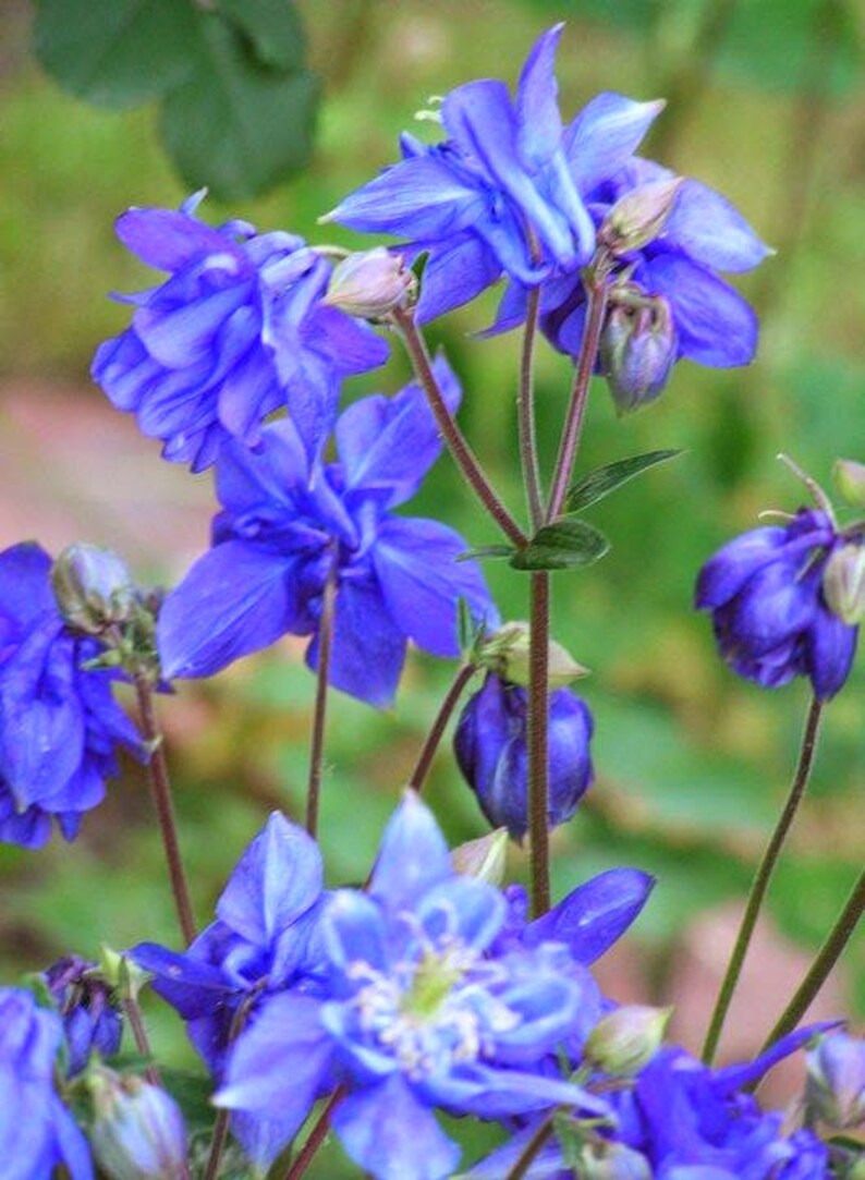 Aquilegia, Granny's Bonnet, Columbine Blue Flower Seeds image 6