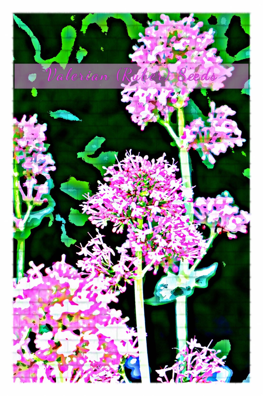 Valerian Centranthus ruber Kiss Me Quick Flower Seeds Etsy