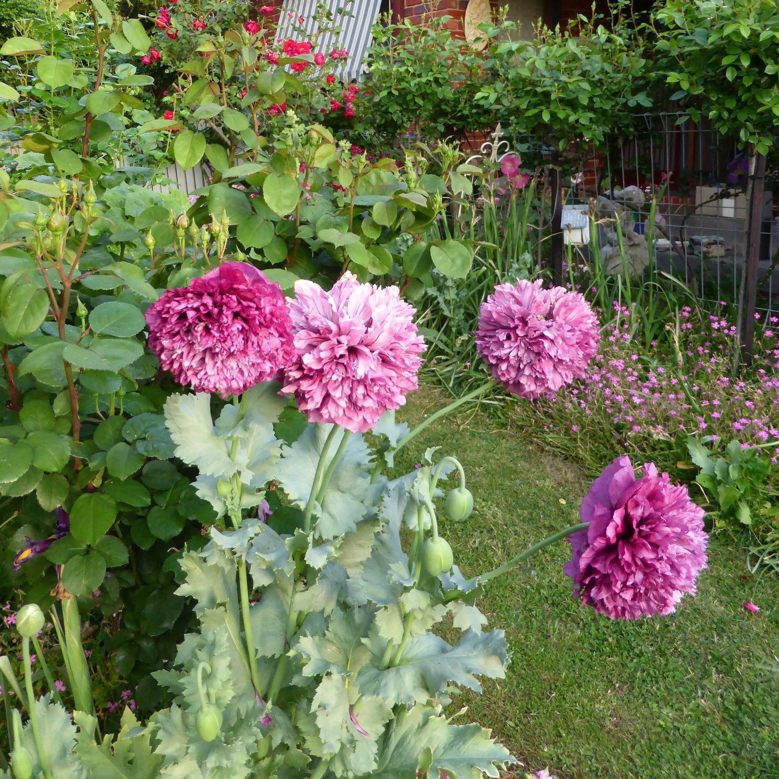 Purple Peony Poppy Flower Seeds 100 Plus Etsy UK