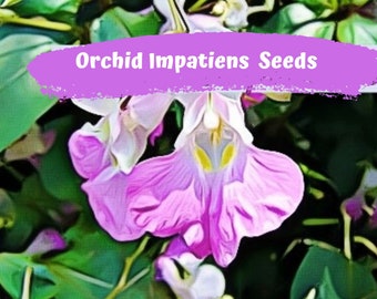 Orchid Impatiens Balfouri Poor Man’s Orchid Seeds