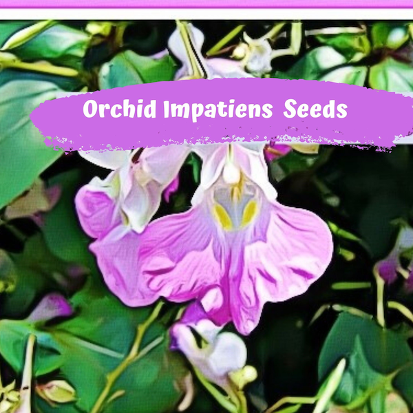 Orchidée Impatiens Balfouri Graines d'orchidée du pauvre