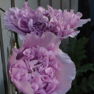 Lovely Lilac Peony Poppy Flower Seeds image 2