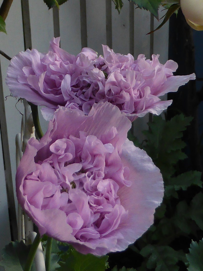 Lovely Lilac Peony Poppy Flower Seeds image 2