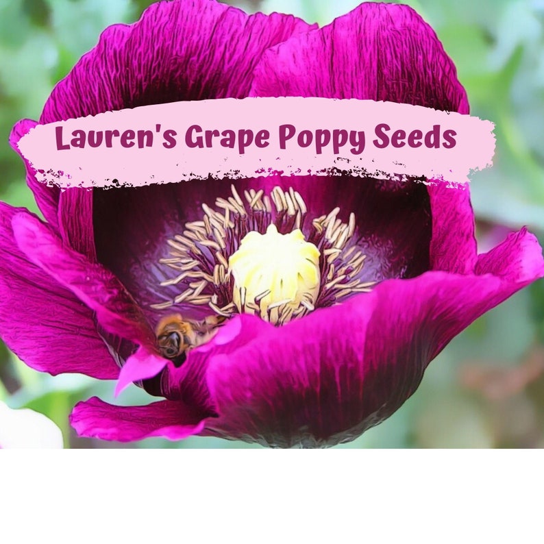 Lauren's Grape Poppy Flower Seeds Etsy Australia