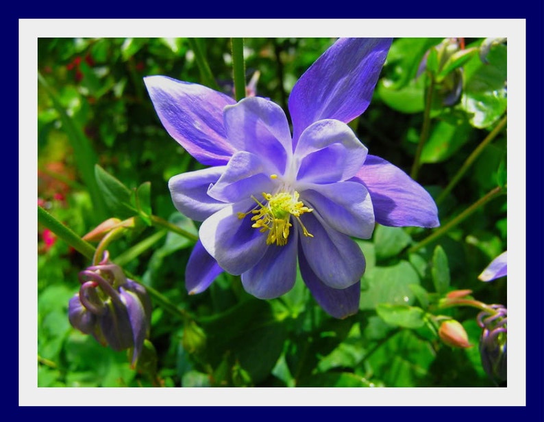 Aquilegia, Granny's Bonnet, Columbine Blue Flower Seeds image 5