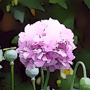 Lovely Lilac Peony Poppy Flower Seeds image 7